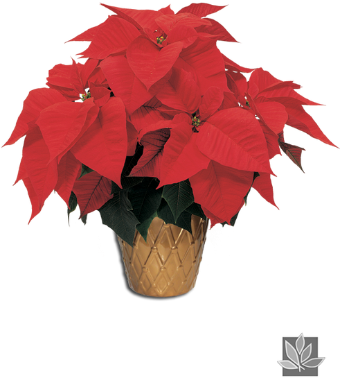 Poinsettia Png - Poinsettia (490x750), Png Download