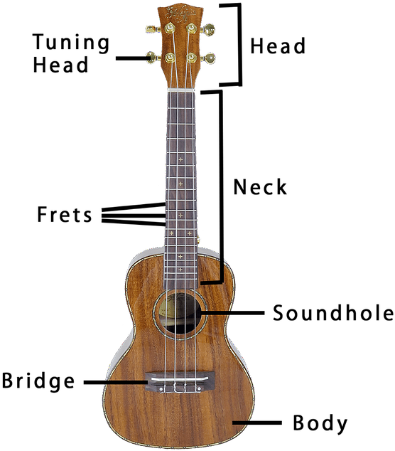 Different Parts Of A Ukulele - Ukulele Anuenue (630x695), Png Download