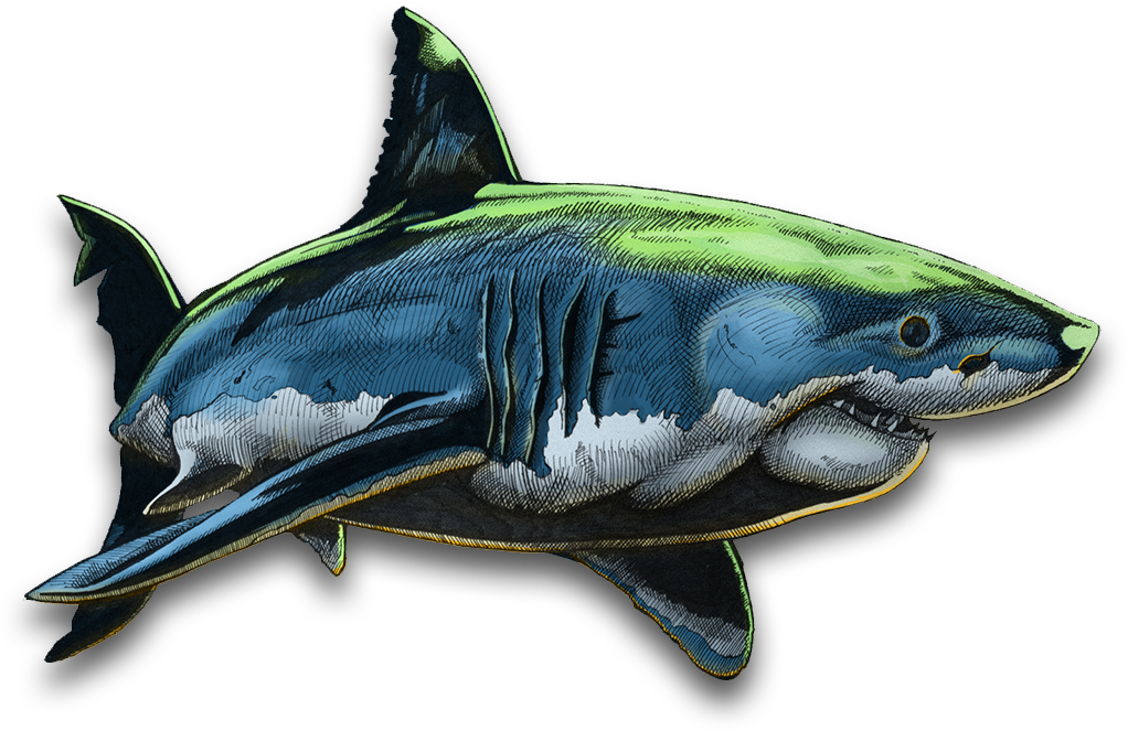 Shark One Colouring - Drawing (1024x712), Png Download