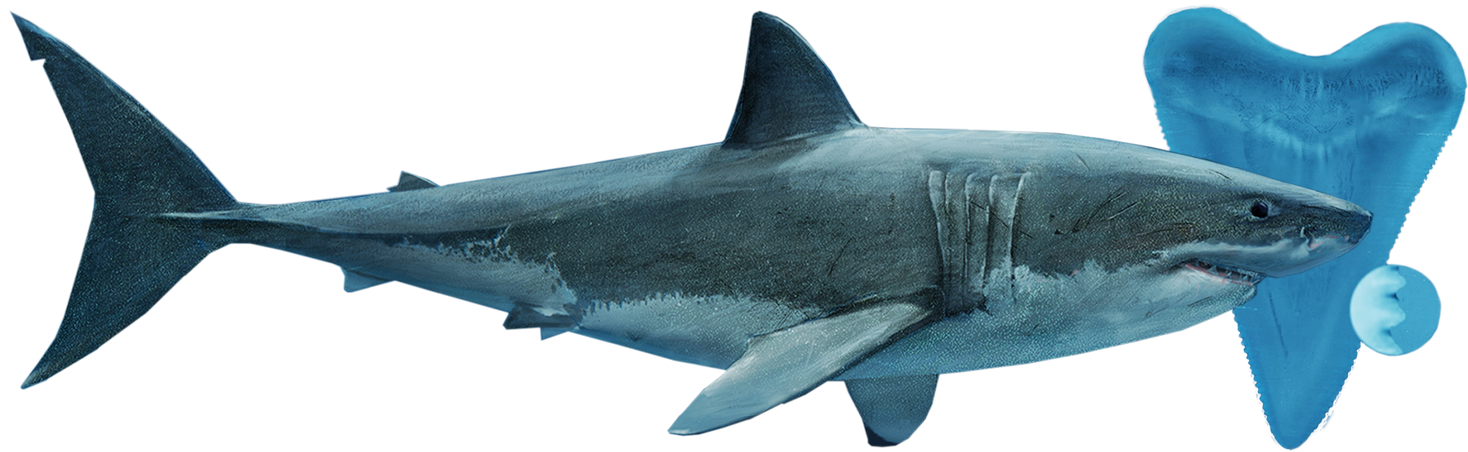 Shark Species Family Tree Ocean Ecosystem Predator (1536x494), Png Download