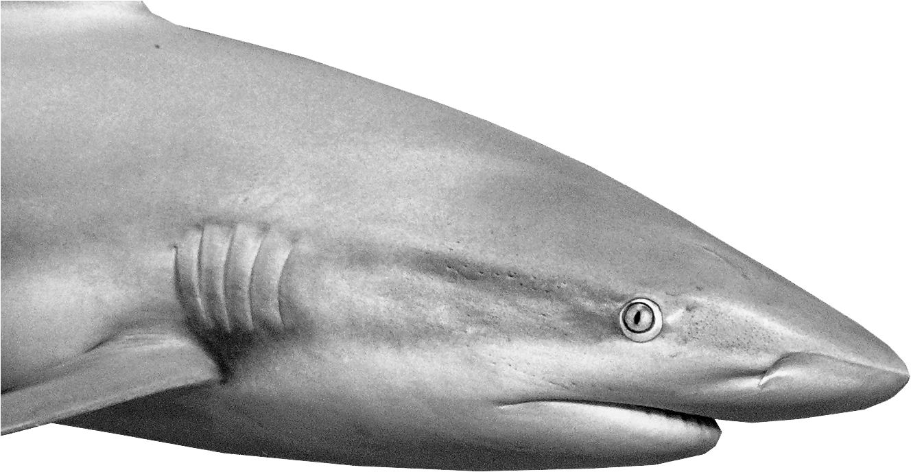 Reef Shark Inspects The Diver - Great White Shark (1381x740), Png Download