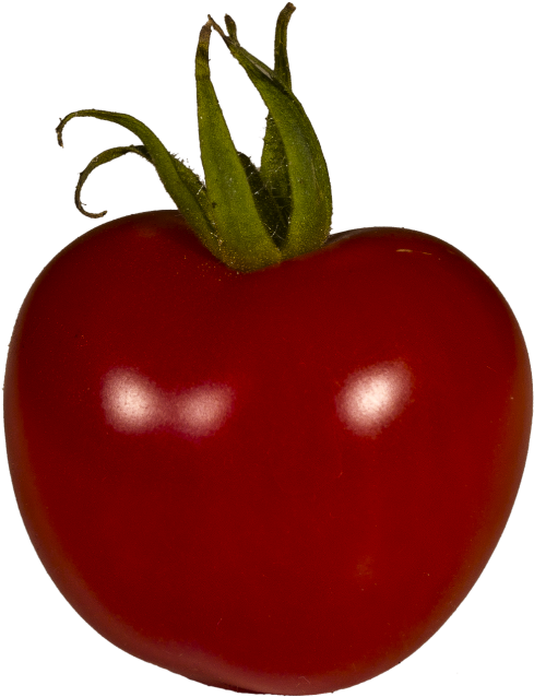 Tomato,grown,solanum - Plum Tomato (500x643), Png Download