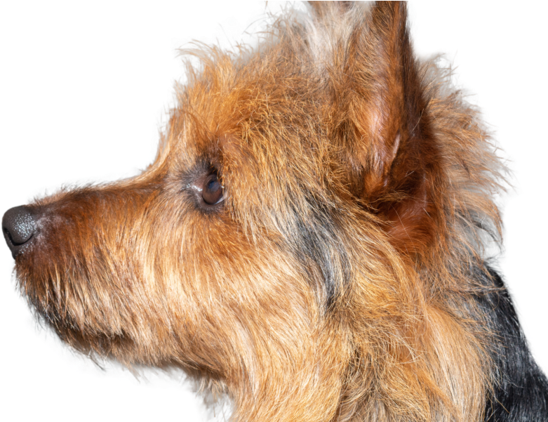 800 X 600 1 - Australian Terrier (800x600), Png Download