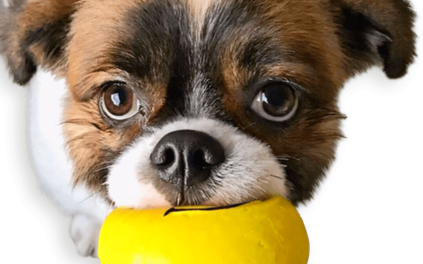 Squeaky Emoji Dog Toy Pet Qwerks Interactive Pet Toys - Companion Dog (1368x855), Png Download