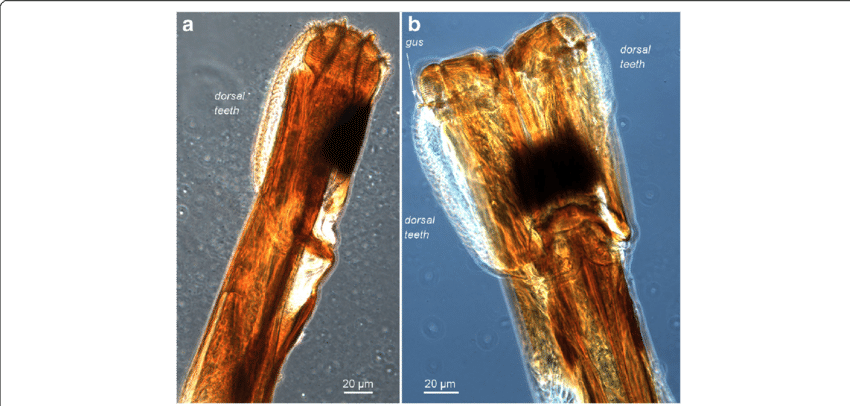 Skin Piercing Machinery-light Microscopy - Medical Imaging (850x406), Png Download