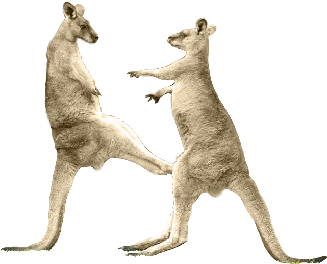 Download Kangaroo Kick Png Full Size PNG Image PNGkit