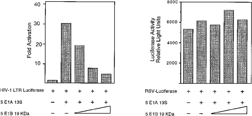 Ad5 E1b 19k Expression Inhibits Nf-b Activation - Diagram (850x388), Png Download