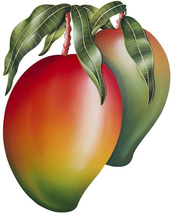 Mango Png Image & Mango Clipart - Mango Leaves Painting (607x768), Png Download