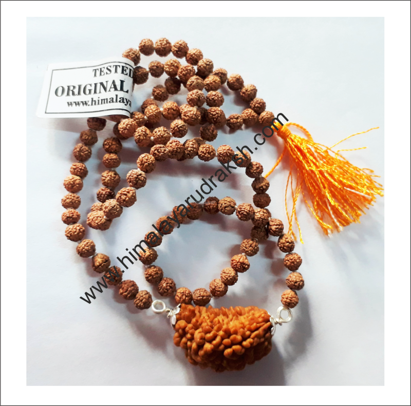 1 Mukhi Rudraksh Mala For Wearing Purpose 108 1 Beads - Bead (800x791), Png Download