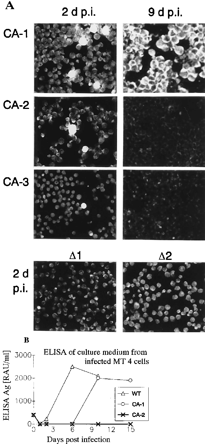 Infectivity Of Mutant Virus Particles - Monochrome (744x1552), Png Download