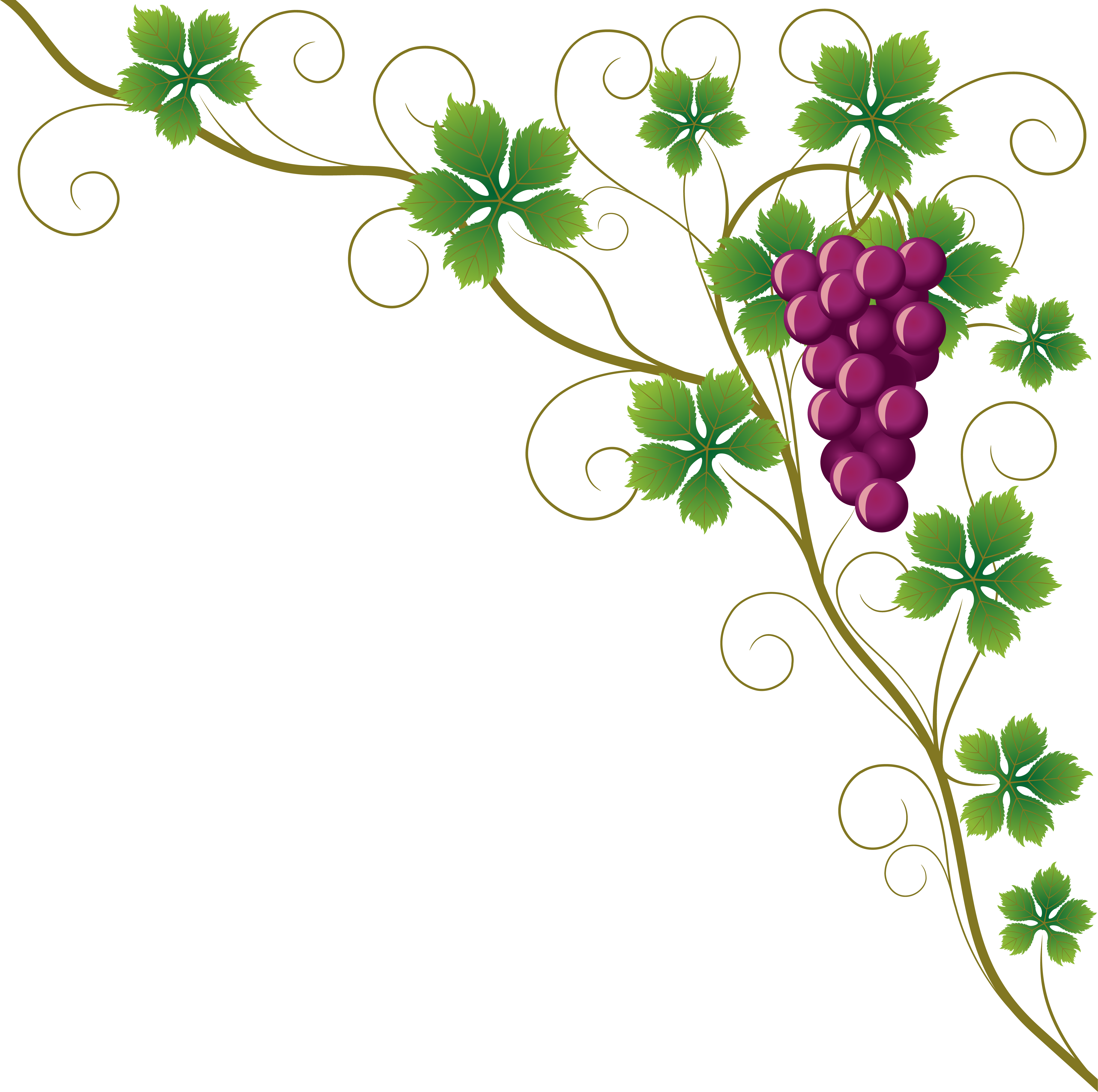 Common Grape Vine Grape Leaves Wine Clip Art - Grape Vine Corner Border (4759x4732), Png Download