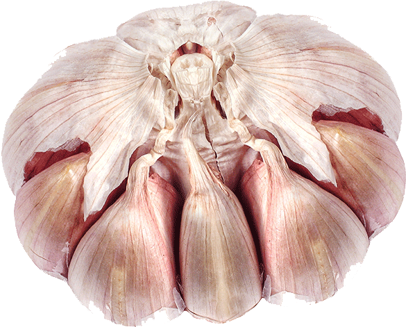 Elephant Garlic (847x1000), Png Download
