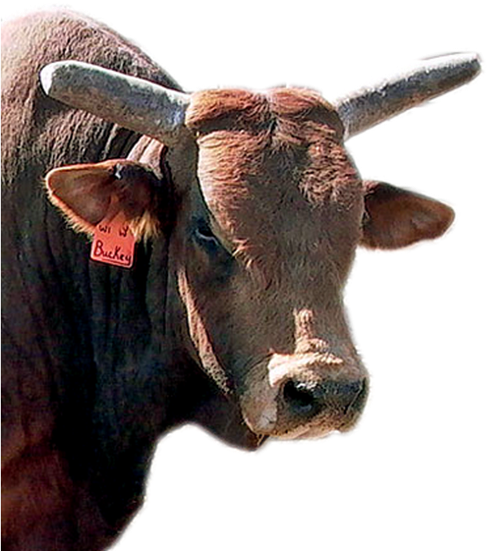 What Are The Pbr's 10 Hardest Bulls To Ride - Working Animal (735x791), Png Download