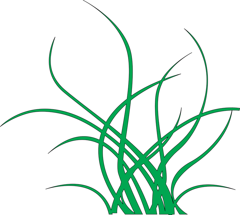 Seaweed Png - Algas Fundo Do Mar Png (802x720), Png Download