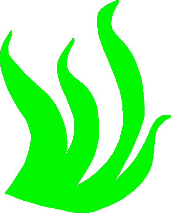 Seaweed - Seaweed (556x691), Png Download