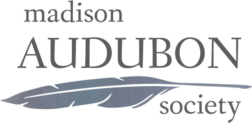 Mas-watercolorlogo - Madison Audubon Society (1000x496), Png Download