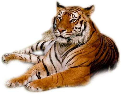 Granby Zoo (514x418), Png Download