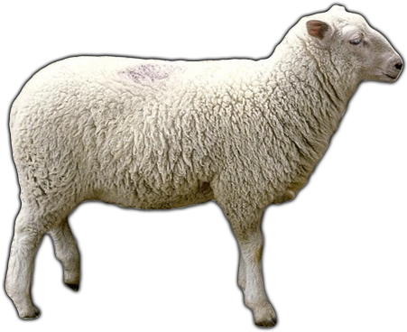 Download Free High Quality Sheep Png Transparent Images - Sheep Png (500x400), Png Download