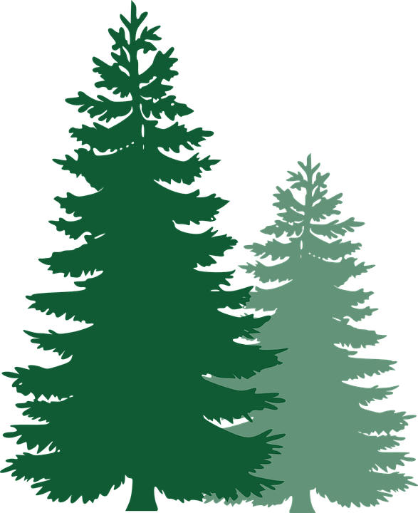 Free Image On Pixabay Pine Trees Spruce Trees Pine - Pine Tree Vector Png (587x720), Png Download