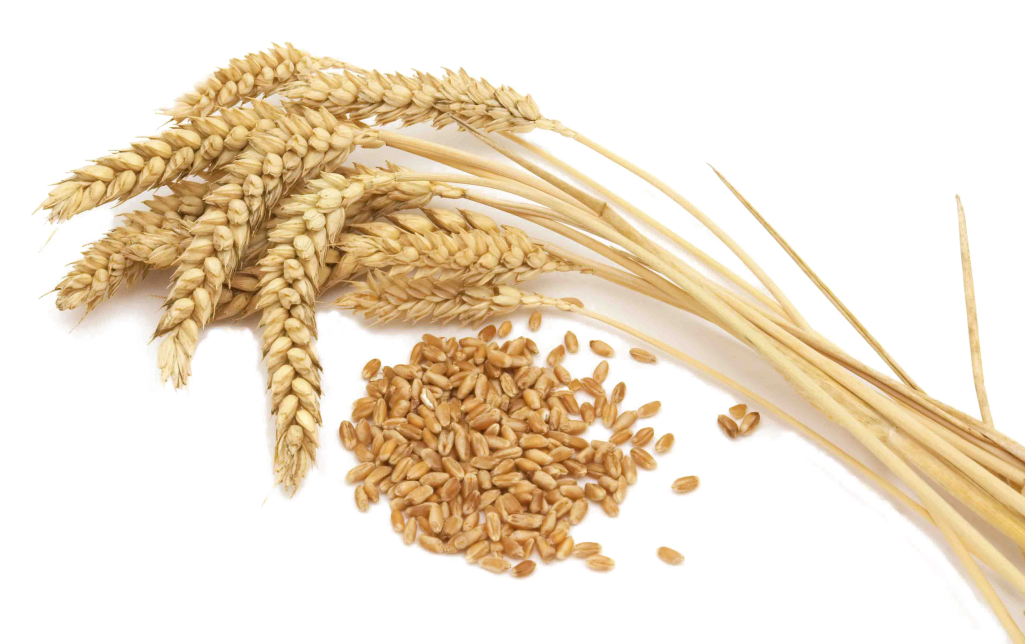 Wheat Vector Free Png File - Cereal Grain Crops [book] (1024x656), Png Download