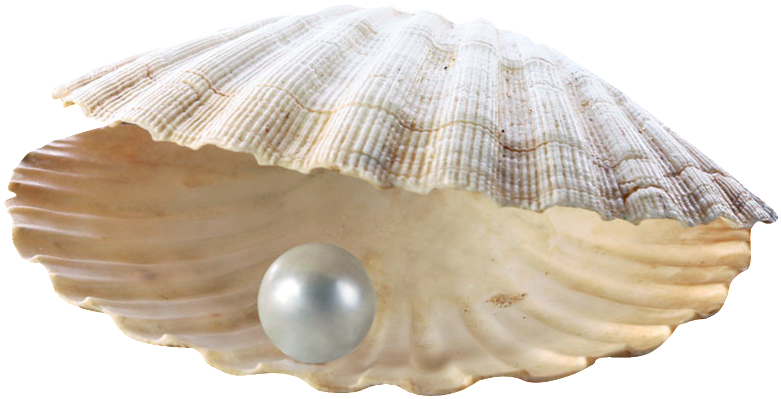 This Product Design Is Shell Pearl Transparent About - Women Pearl Bracelet Wrist Analog Quartz Crystal Rhinestone (1024x796), Png Download