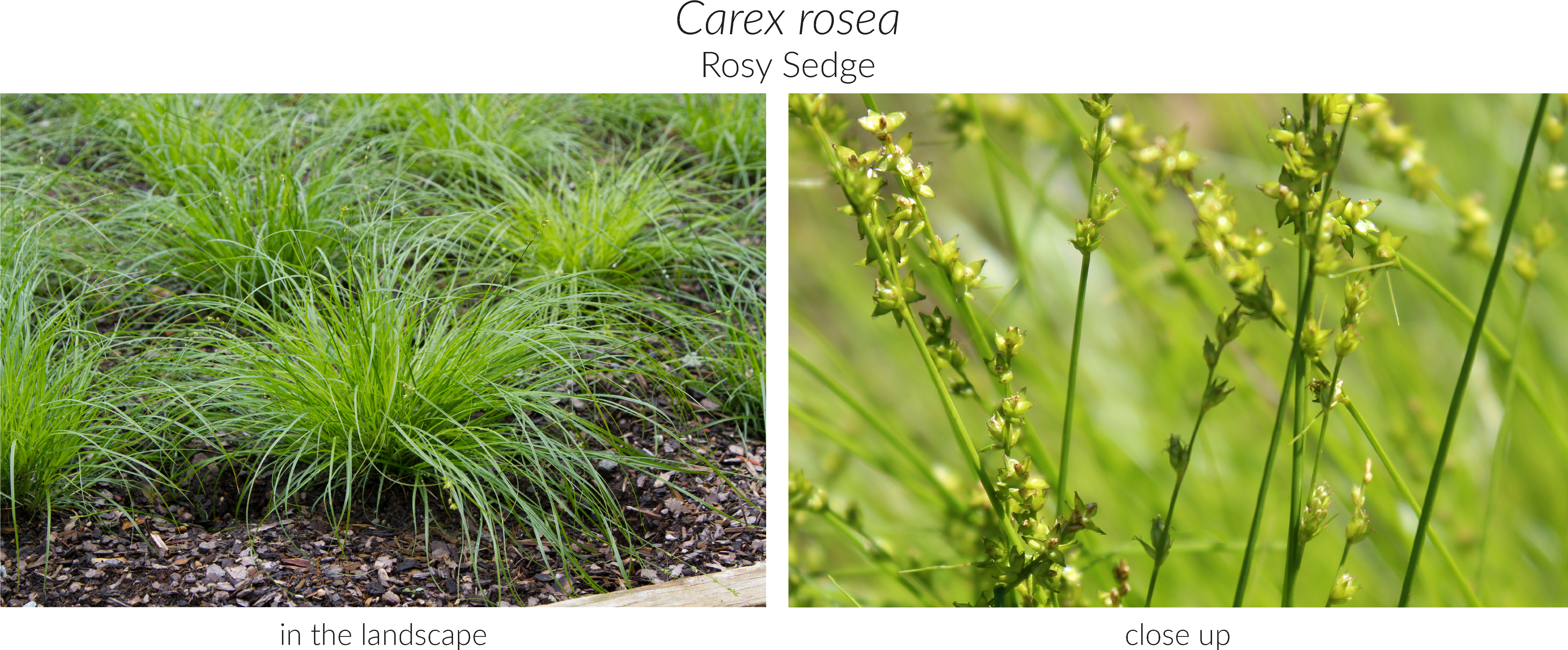 Click Here To See Our Full Carex Collection And Here - Sweet Grass (5493x2310), Png Download