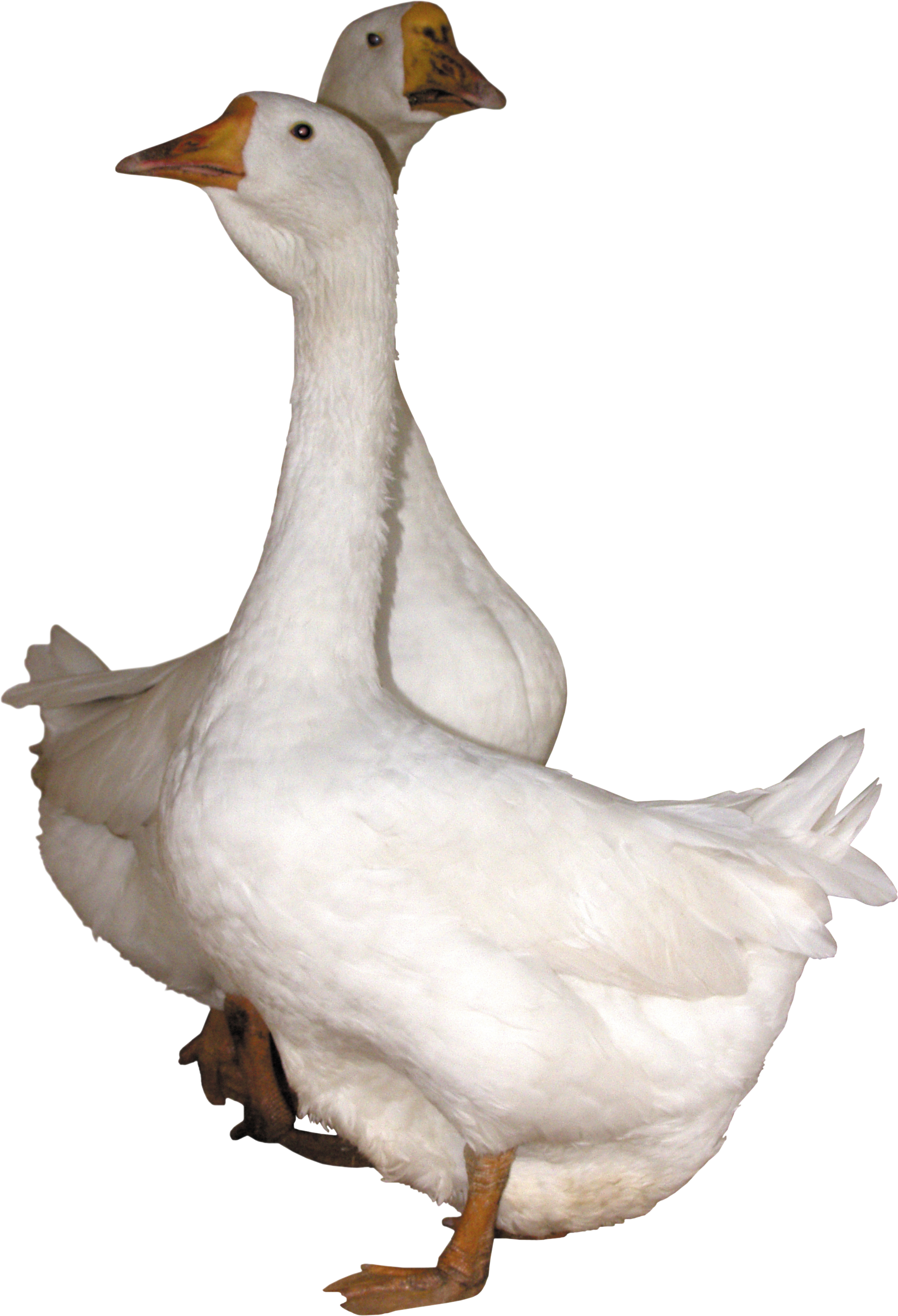 Gooses Png (1928x2823), Png Download