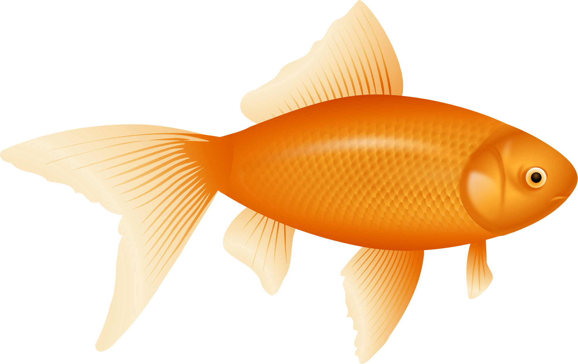 Fish Png (1973x1243), Png Download