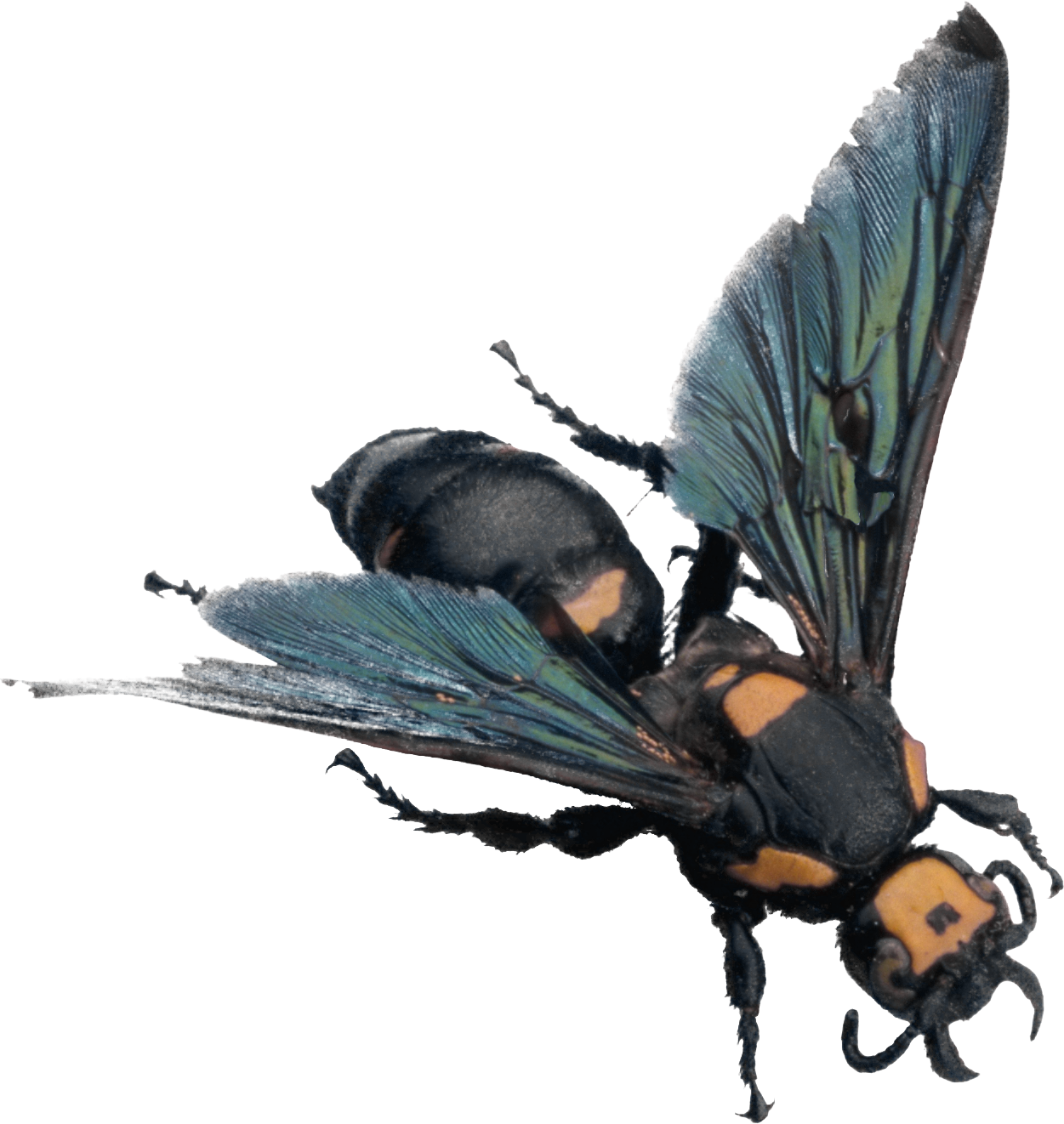 Bee Png Image - Minibeasts (1251x1322), Png Download