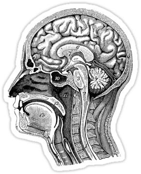 Clip Art Freeuse Download Sticker X Png Pinterest - Vintage Anatomy Prints Brain (375x360), Png Download