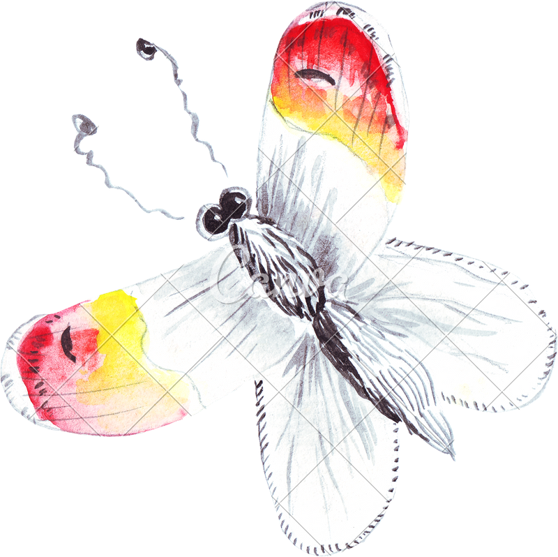 Banner Freeuse Hand Of Colourful Butterfly Photos By - Watercolor Painting (800x798), Png Download