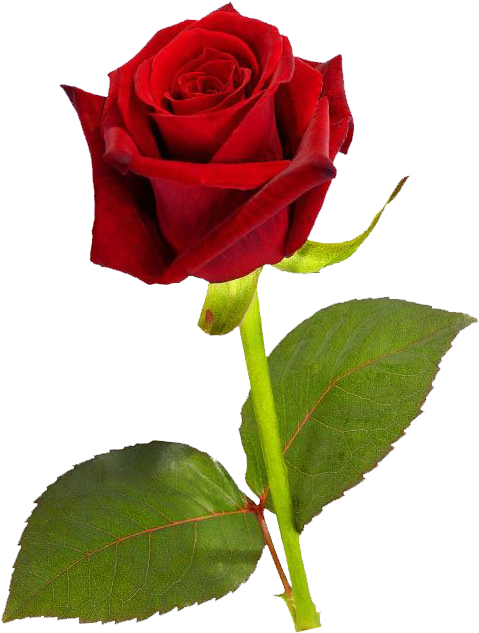 Free Icons Png - Single Red Rose Hd (501x734), Png Download