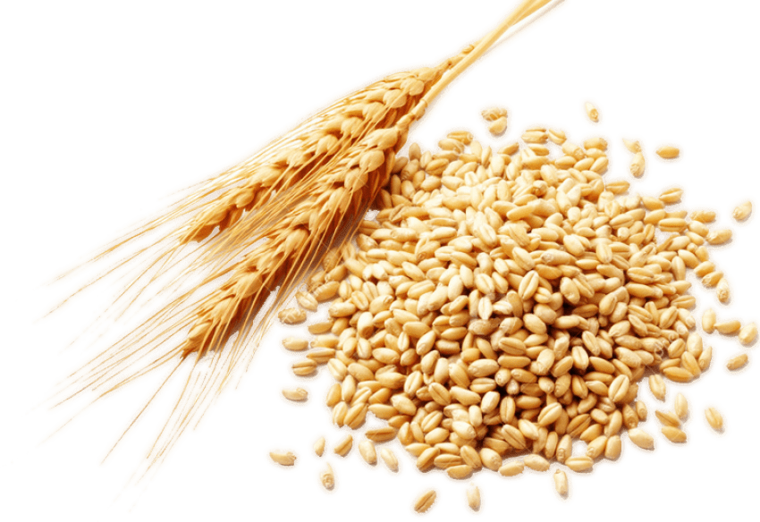 Wheat Png (757x520), Png Download