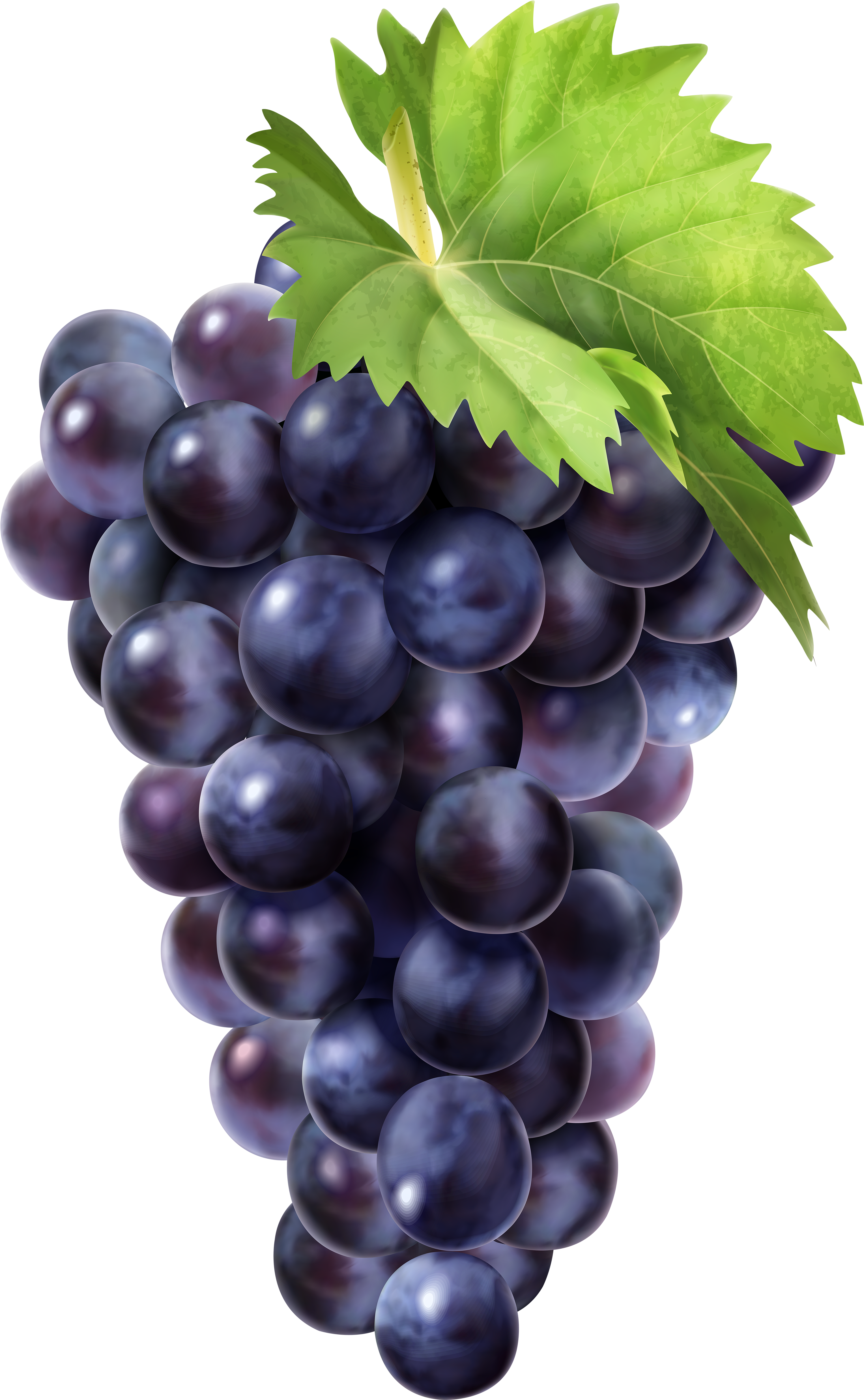 Grapes Png (3131x5000), Png Download