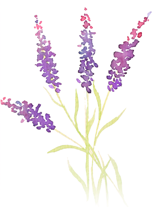 Picture Freeuse Stock Demo Sprigs Beautiful Sprigslavender - Black Rose (317x410), Png Download