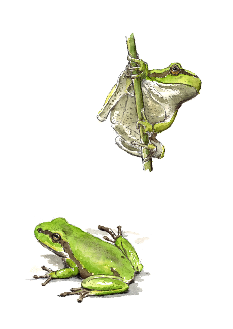 Barking Tree Frog (600x700), Png Download