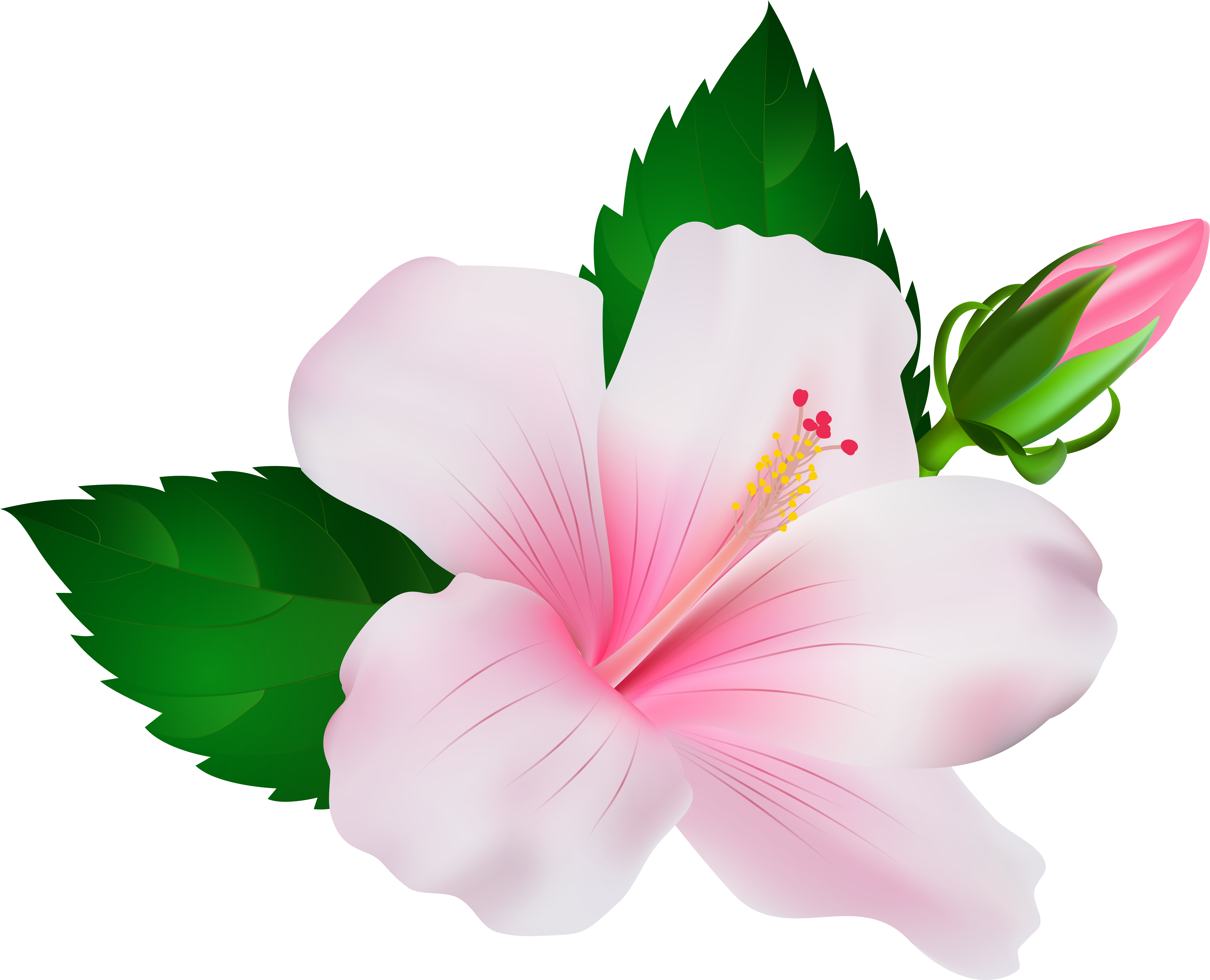 Hibiscus Png Clip Art Image - Hibiscus Png (600x486), Png Download