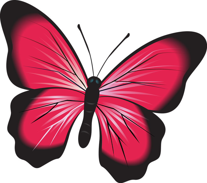 Butterfly, Pink, Clip Art, Insect, Nature, Natural, - Gambar Kupu Kupu Warna Merah (640x565), Png Download