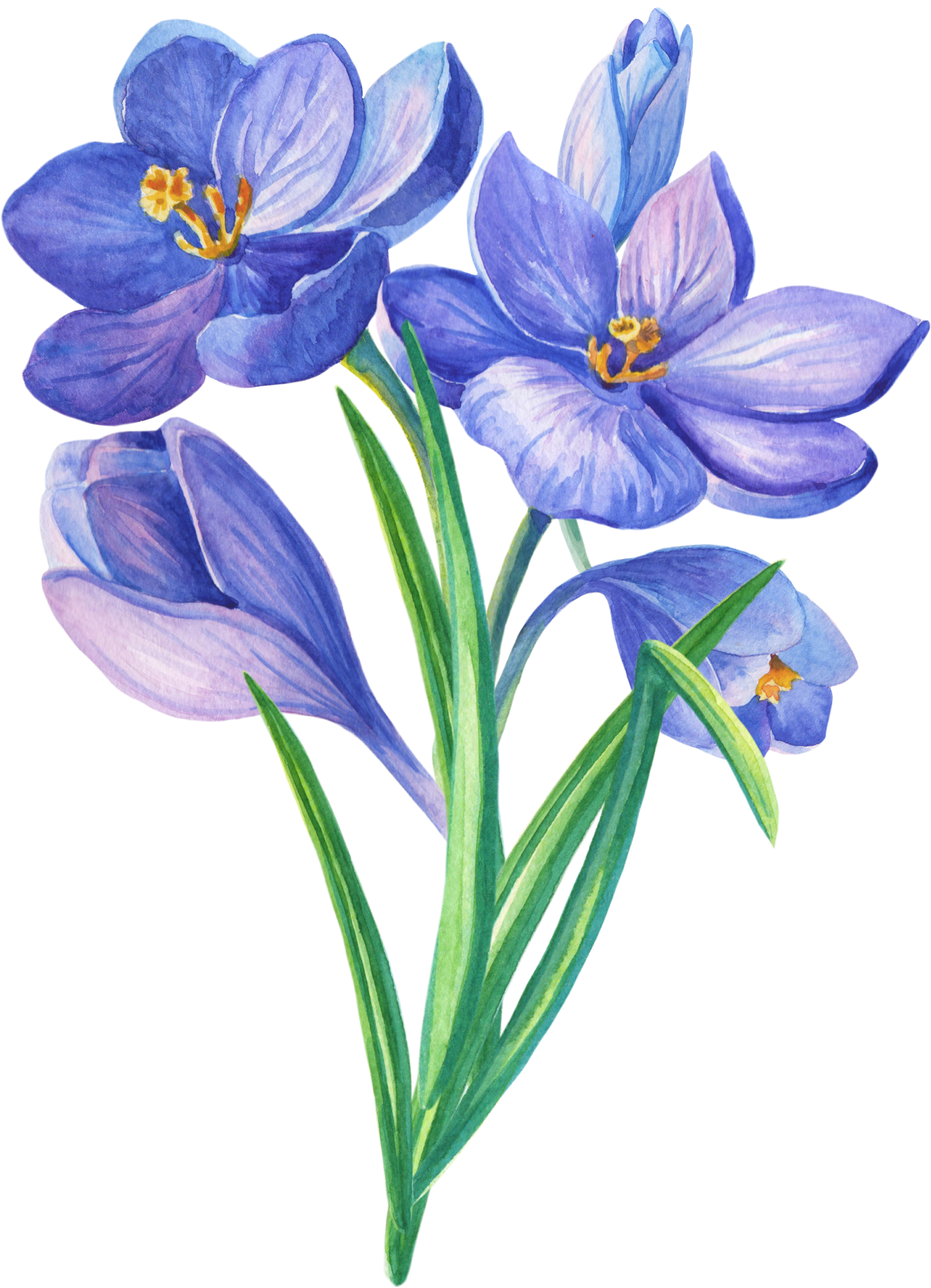 Pin By Vidhi Savla On Florals - Illustration (1700x2349), Png Download