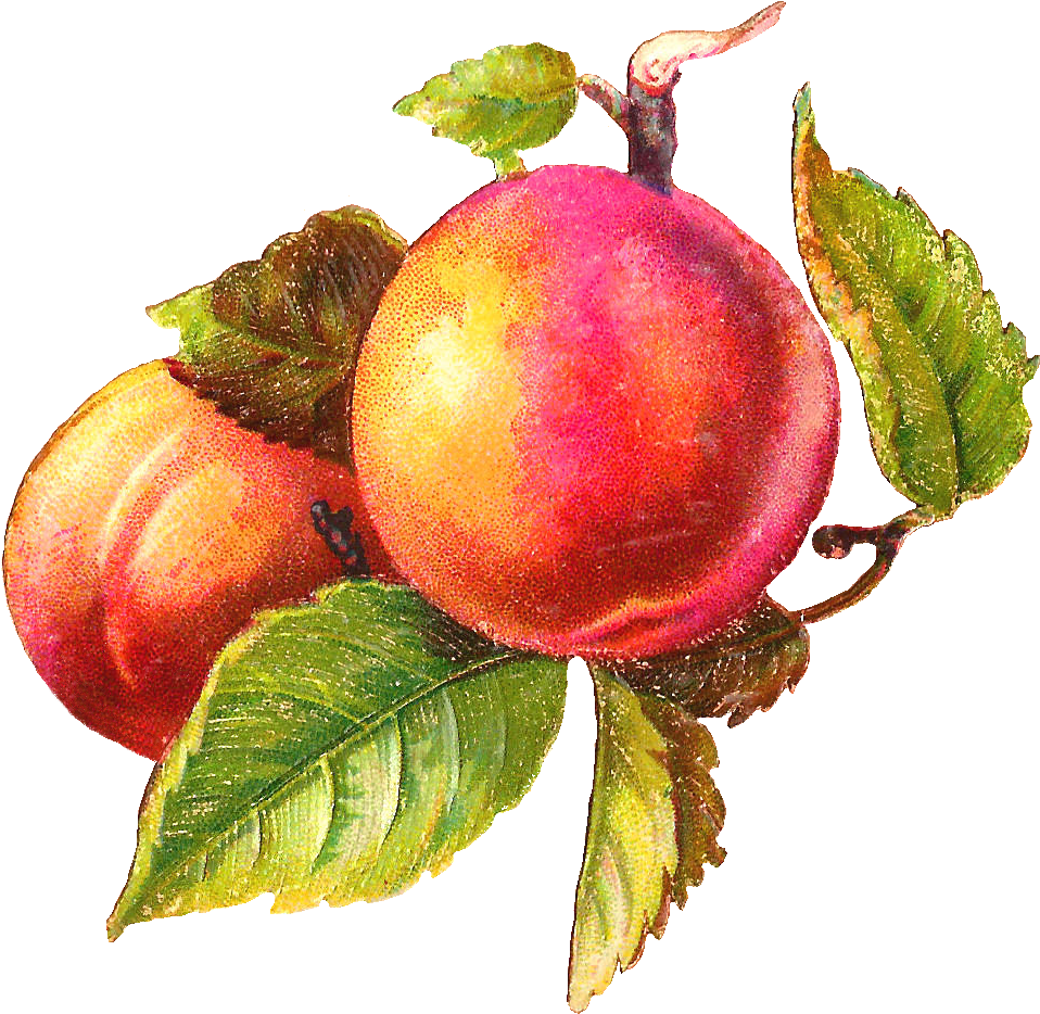 Fuzzy Peaches Clip Art Image Free Clipart Image Image - Art Peach (1165x1104), Png Download