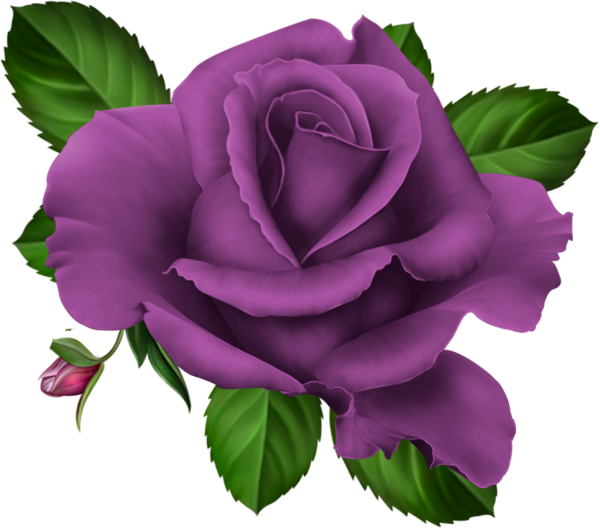 Violets Clip Art Roses Pink Roze Rosa Kwiaty Png Flowers - Purple Roses Png (600x528), Png Download
