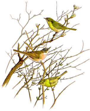 Birds - Fond Oiseau (350x400), Png Download