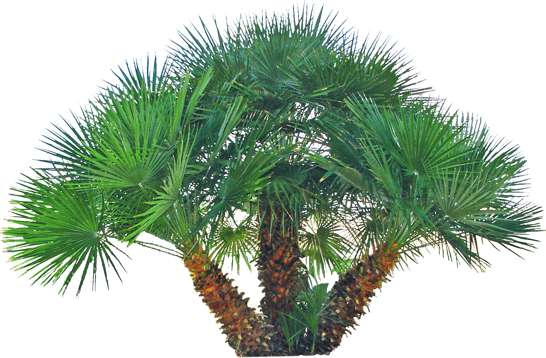 Backyard Builder Mediterranean Fan - Mediterranean Fan Palm Png (1871x1226), Png Download