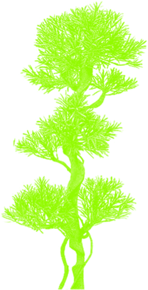 Tree Clipart Vector Cartoon Without Background, Tree - Clip Art (640x640), Png Download