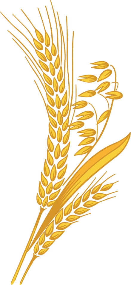 Wheat Grain Png Clipart Transparent Library - Wheat Clipart Png (439x951), Png Download