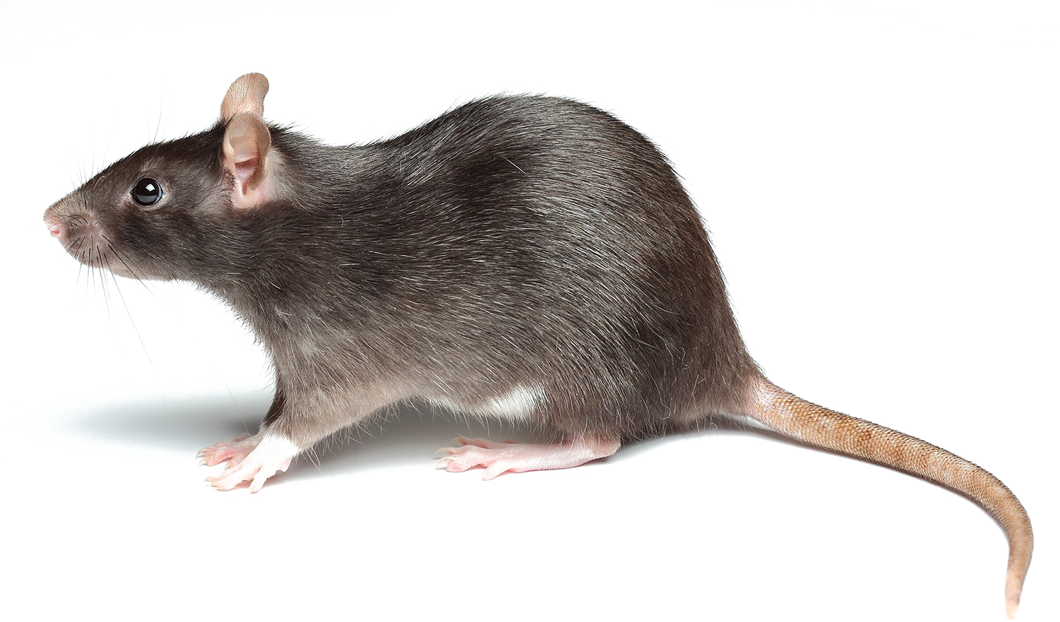 Rat Png Picture - Rat Is Short For Ratthew (1500x1000), Png Download