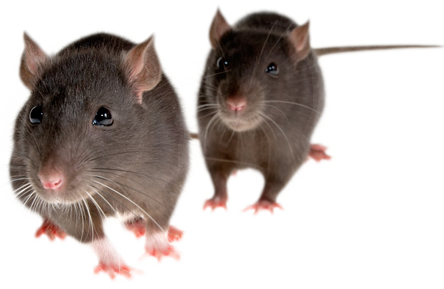 Rat Mouse Png Clipart - Mice Png (444x289), Png Download