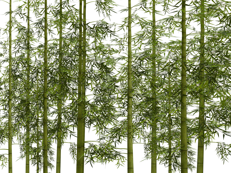 Bamboo Plant Wellness Digital Art Isolated - Png Transparent Bamboo Png (453x340), Png Download