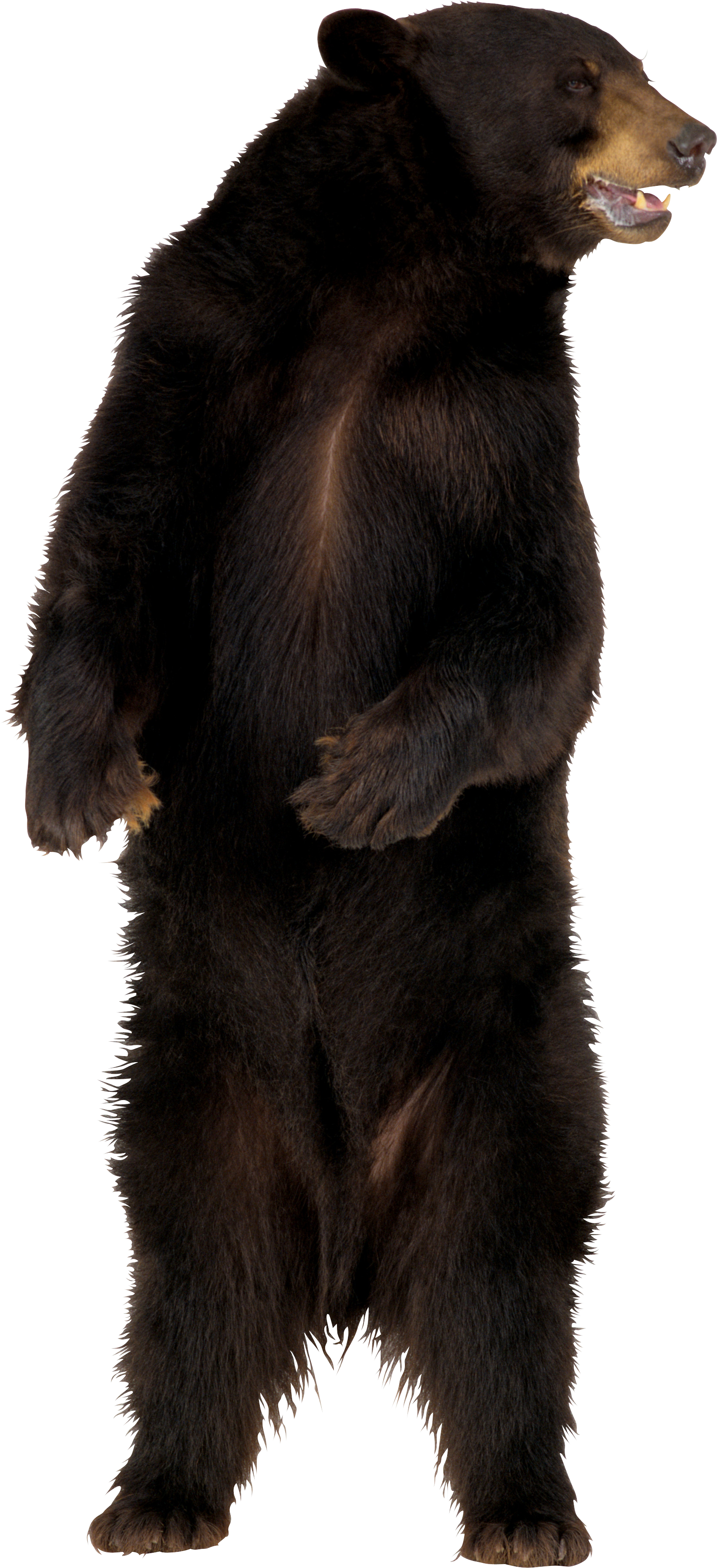 Brown Bear Png Image - Bear Png (1647x3602), Png Download