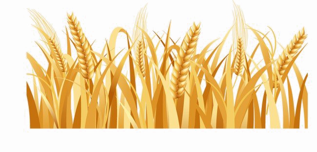 Harvested Wheat Png Image Background - Wheat Png (650x312), Png Download